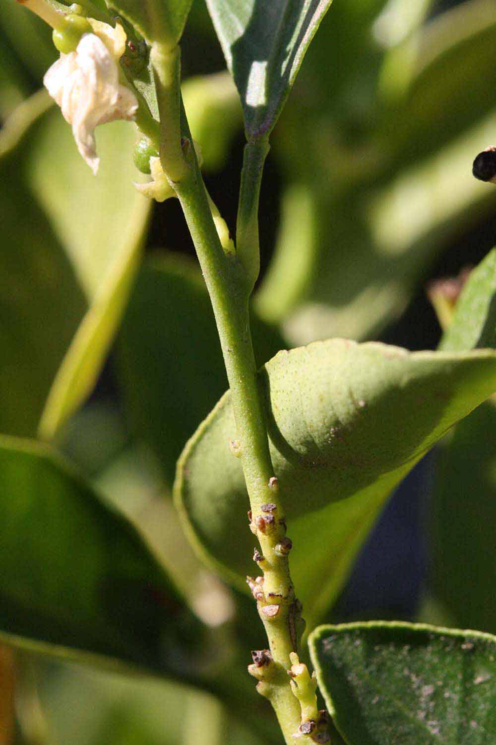              First year twig (Riverside, CA)       